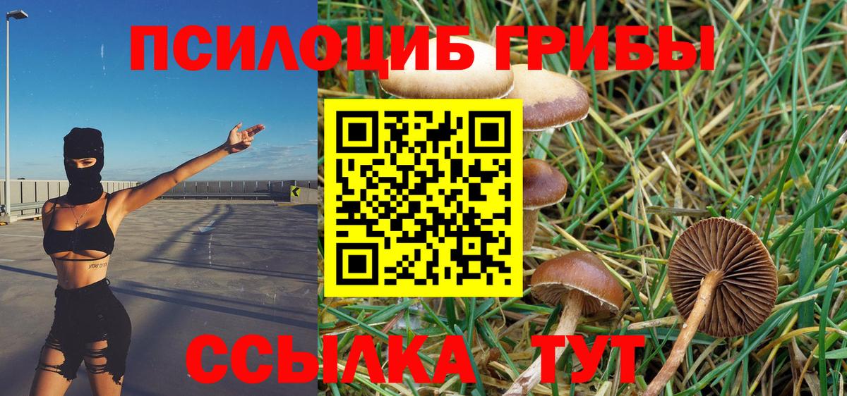 Псилоцибиновые грибы мухоморы  даркнет сайт  Кимры  Вход с VPN  Галлюциногенные грибы Cubensis 